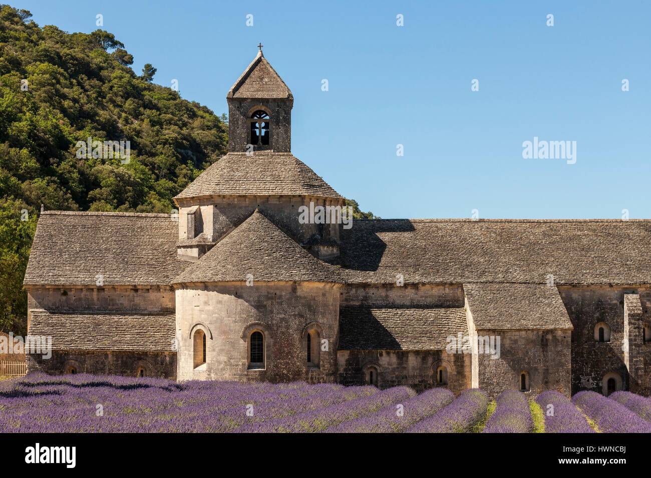 Francia, Vaucluse, comune di Gordes, campo di lavanda di fronte all'abbazia di Notre-dame de Sénanque del XII secolo Foto Stock