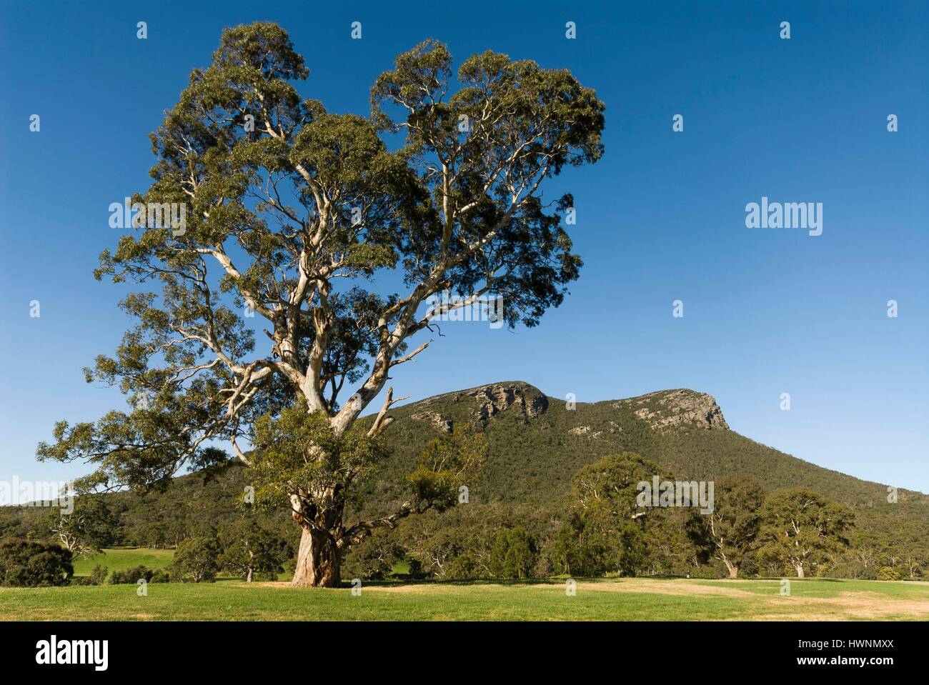 Australia, Victoria, Dunkeld, montare lo storione, eucalipto Gum tree di Camaldoli o gomma albero dei fiumi (Eucalyptus camaldulensis) Foto Stock