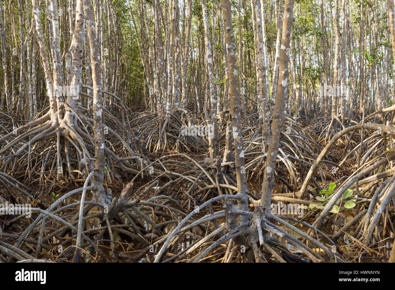 Filippine, Luzon, Provincia di Sorsogon, Donsol, mangrove piantati dagli abitanti dei villaggi Foto Stock