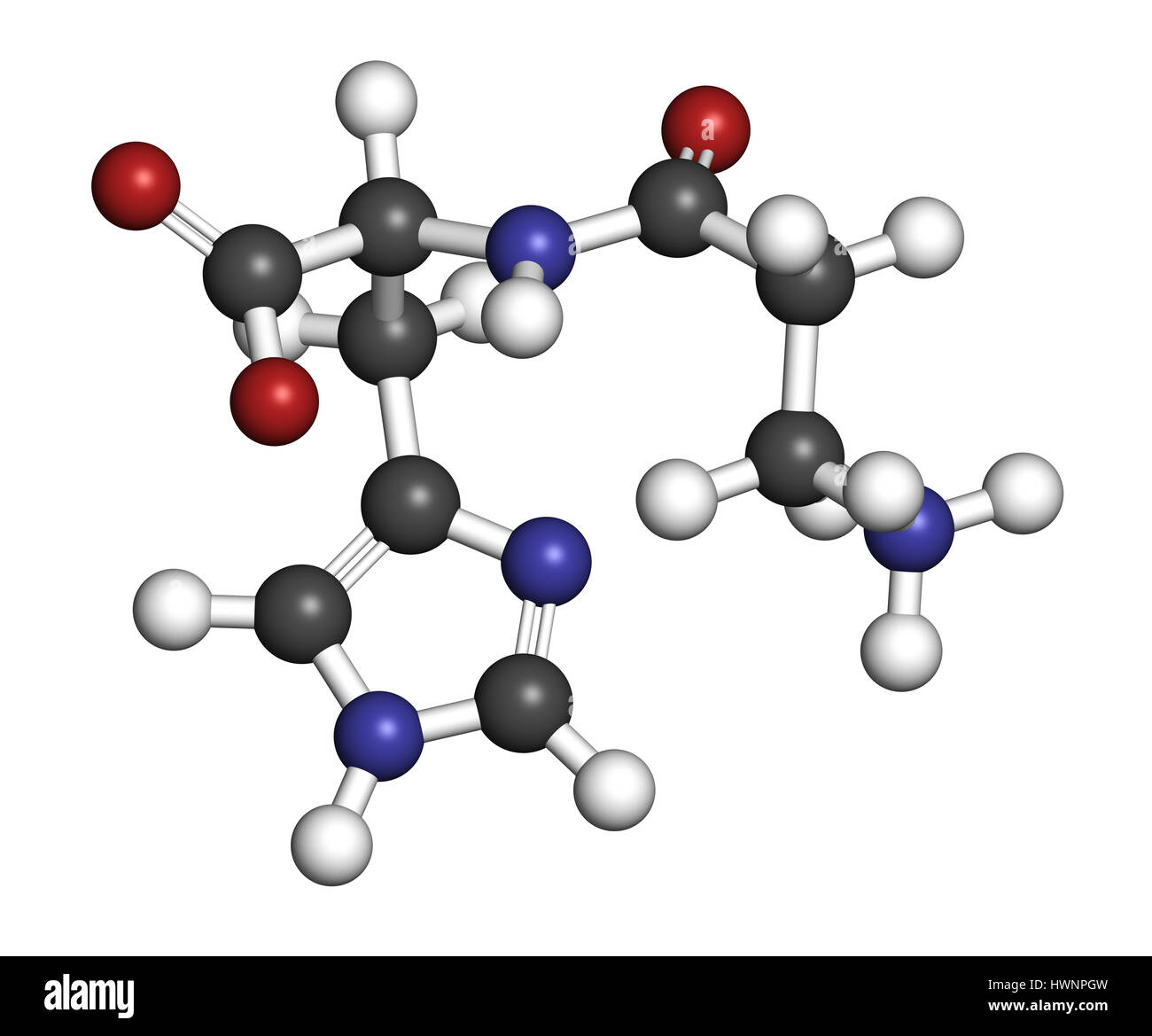 La carnosina (L-carnosina) Integratore alimentare molecola. Il rendering 3D. Gli atomi sono rappresentati come sfere con i tradizionali colori: idrogeno (bianco), auto Foto Stock