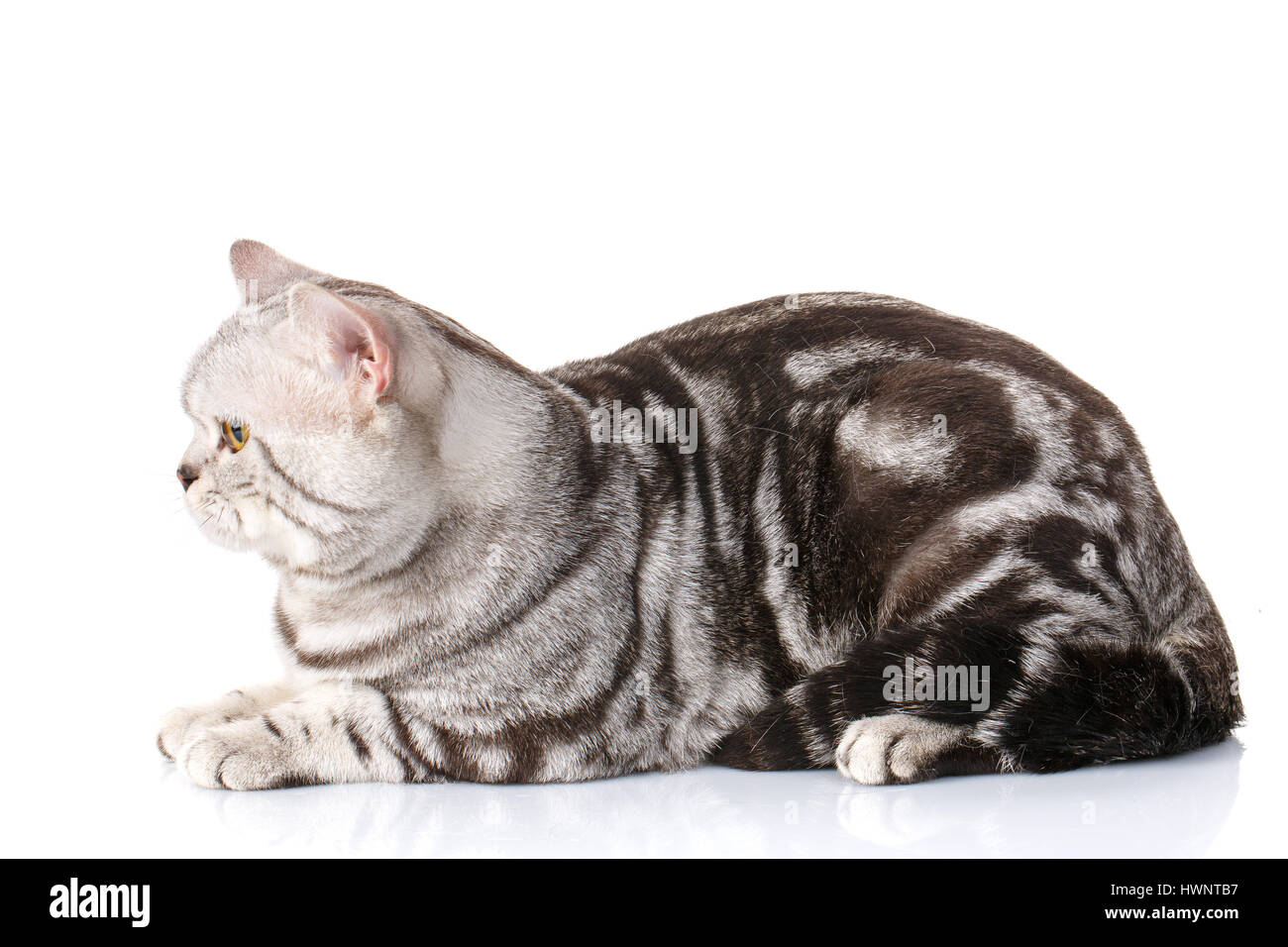 Carino bianco-argento e gattino insediamento isolato Foto Stock