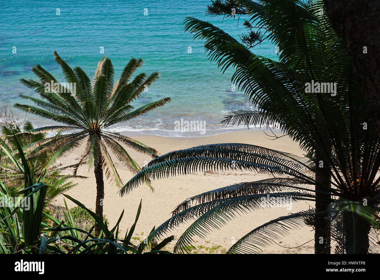 Fronde di alberi di Cycas con spiaggia di sabbia a riva in background, Bourail, Grande Terre isola, Nuova Caledonia, Sud Pacifico Foto Stock