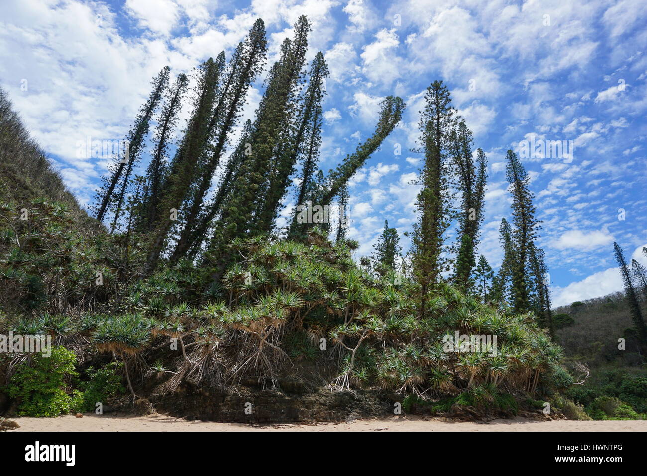 Nuova Caledonia pini endemici con pandanus sulla riva, Bourail, Grande Terre, l'isola del Sud Pacifico Foto Stock