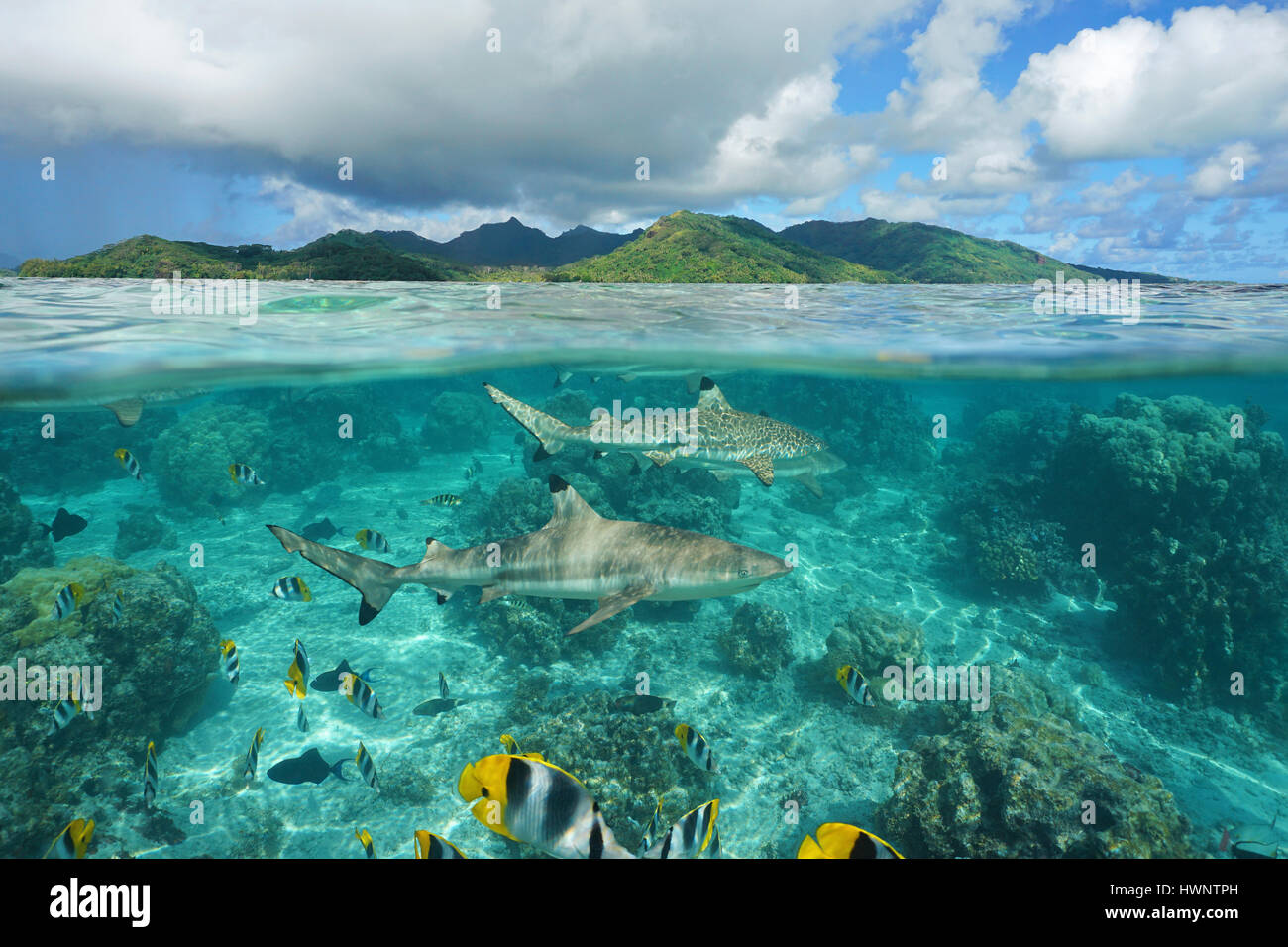 Oltre al di sotto della superficie del mare gli squali con pesci tropicali e subacquei isola di Huahine, oceano pacifico, Polinesia Francese Foto Stock