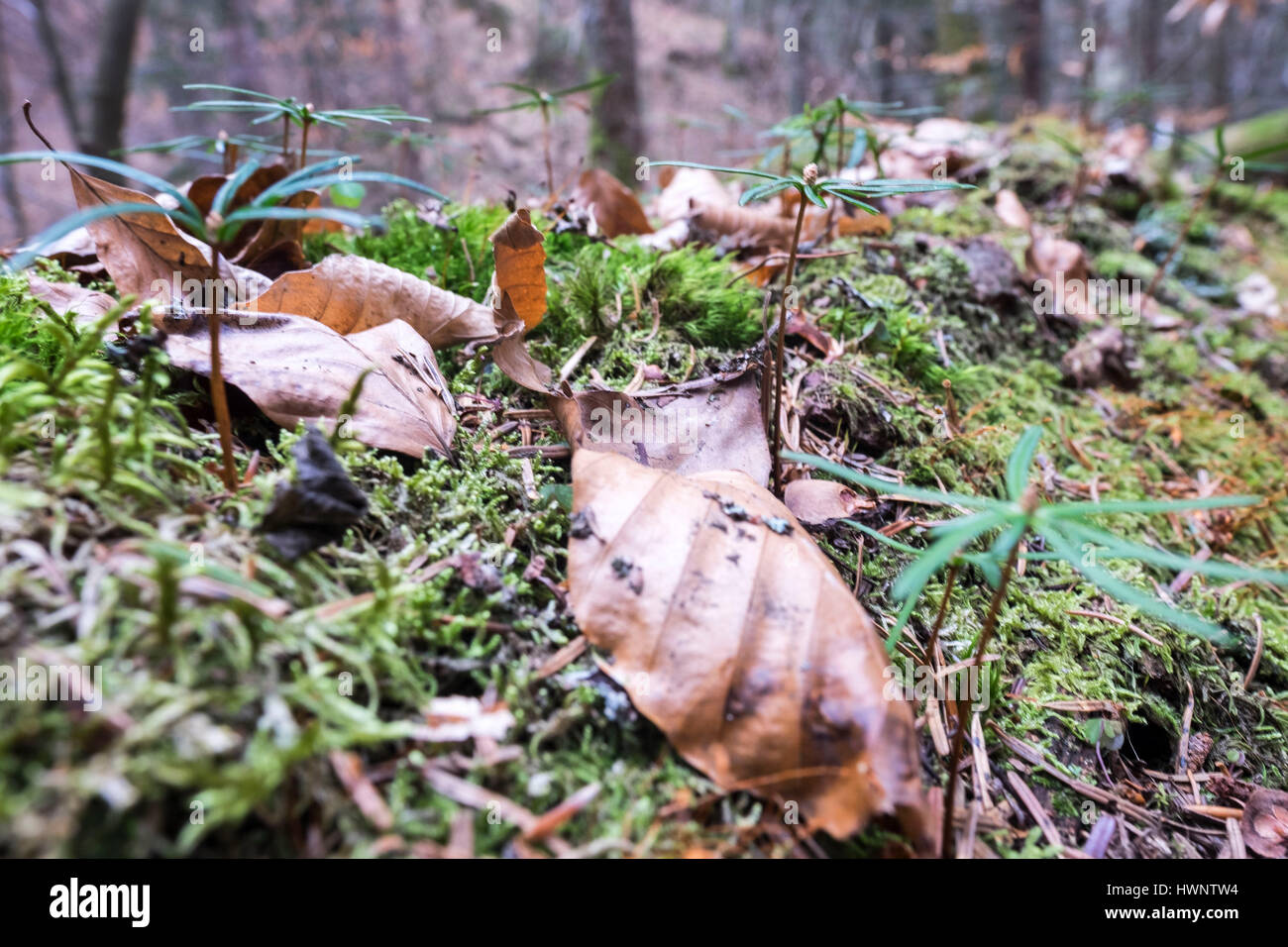 Un anno di abeti che cresce su deadfall marcio alberi in Strambu Baiut antica foresta, Maramures Contea, Romania Foto Stock