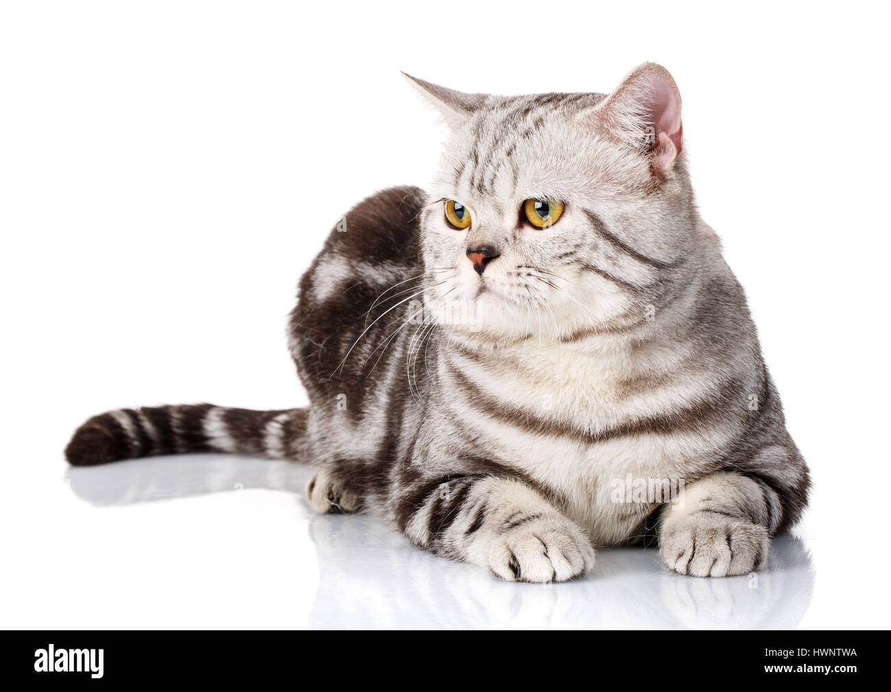 Ritratto di argento bellissimo gatto sdraiato su sfondo bianco Foto Stock