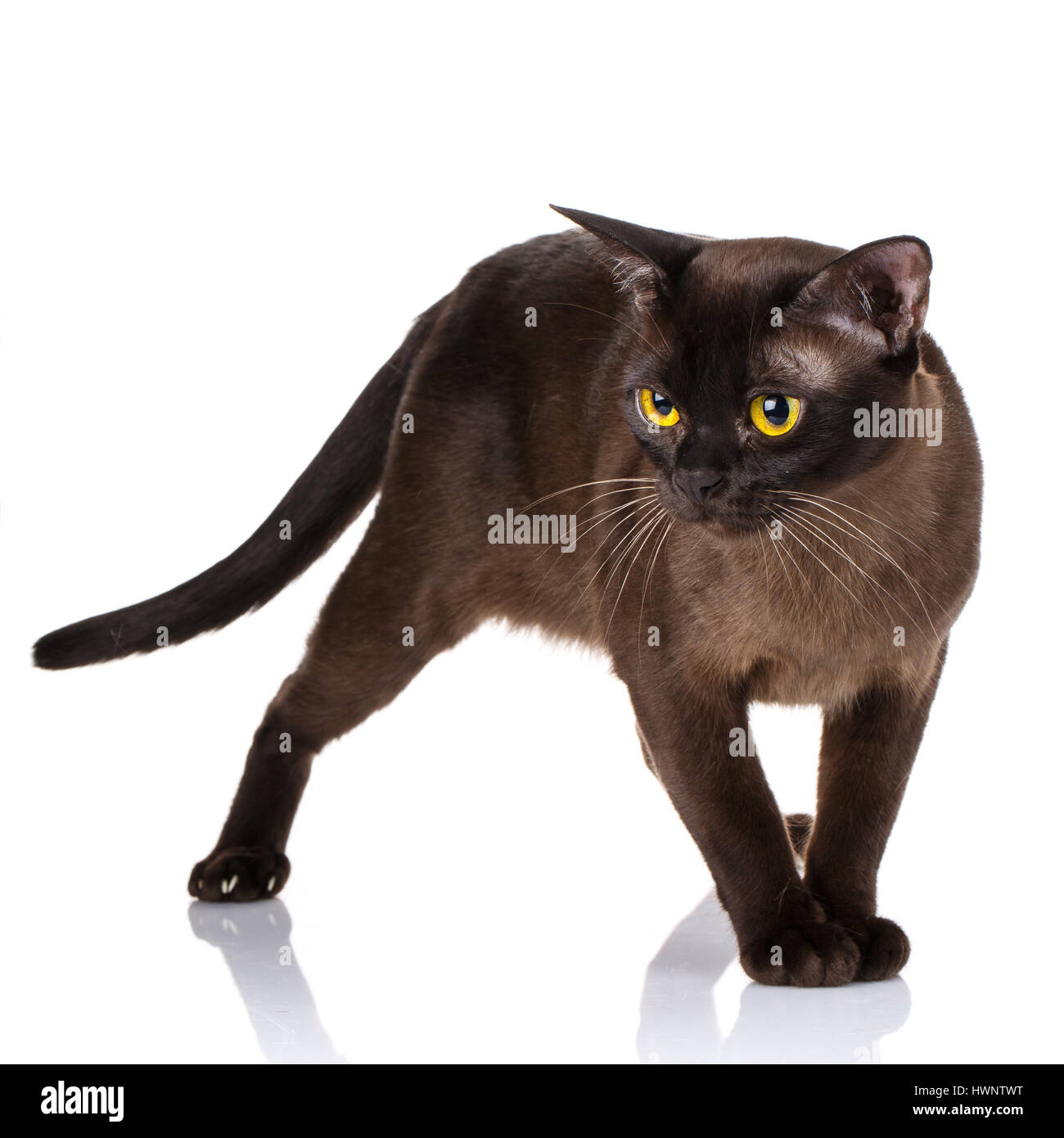 Nero gatto birmano con gli occhi gialli in piedi su sfondo bianco Foto Stock