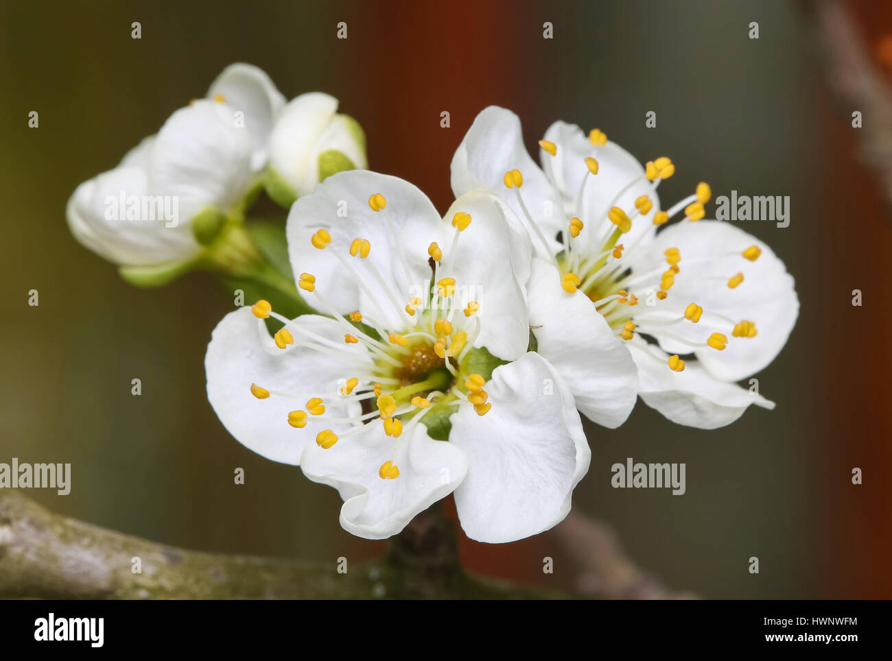 Fiore di primavera fiori di susina Foto Stock