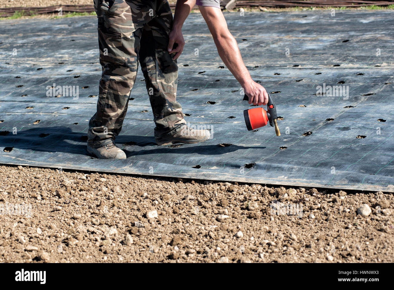 Agricoltore la realizzazione di fori nel telo di pacciamatura per la piantagione di piantine della molla utilizzando un palmare piccola torcia soffiante Foto Stock