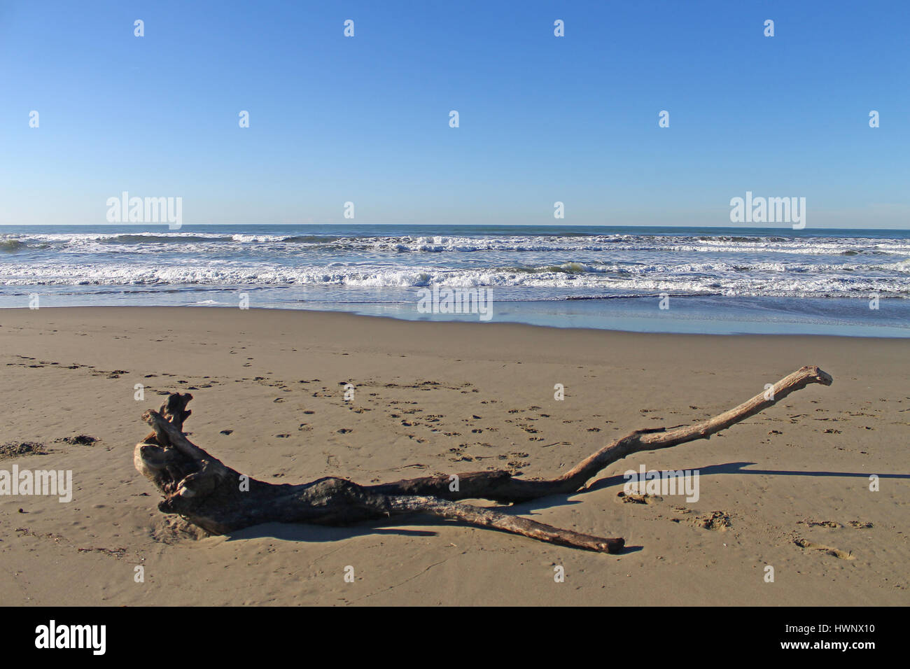 Albero caduto su una spiaggia Foto Stock