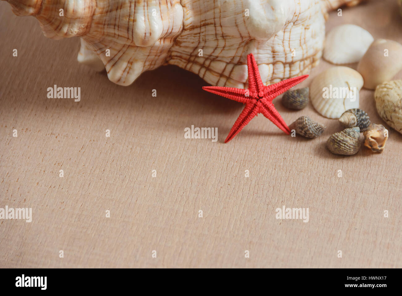 Conchiglie e stelle marine su sfondo di legno Foto Stock