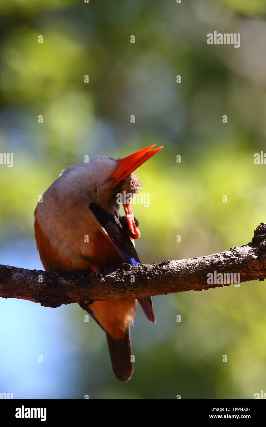 Testa Grigia Kingfisher di castagne e panciuto Kingfisher Halcyon leucocephala, un visitatore estivo al Centro e Sud Africa, fotografato in Zambia Foto Stock