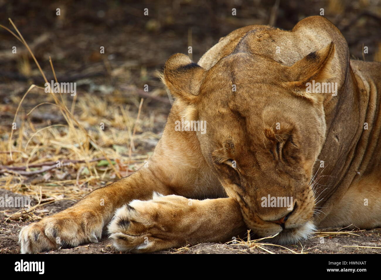 Dormire leonessa panthera leo in Mfuwe area della South Luangwa National Park, Orientale Zambia Foto Stock