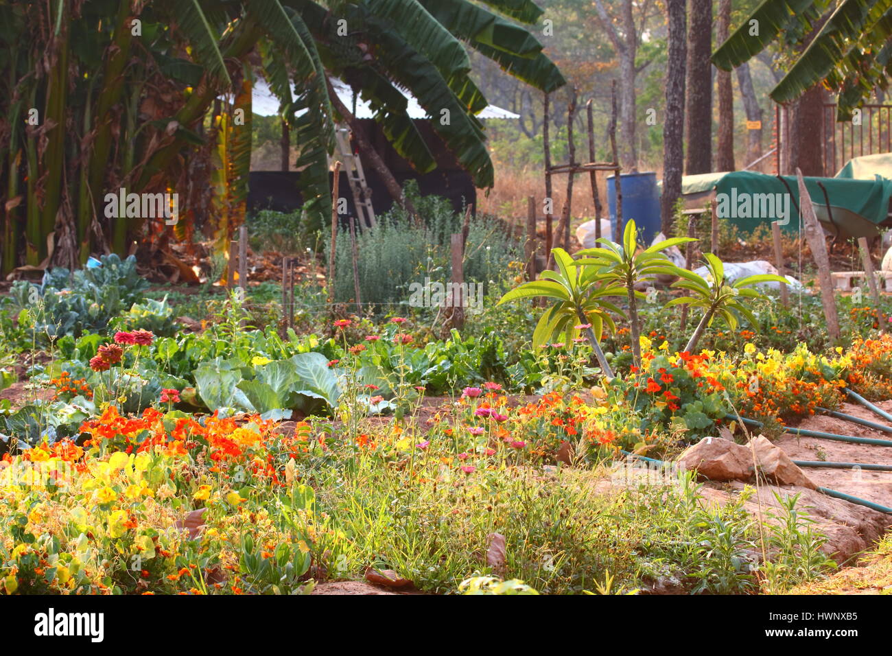 Molto vivace e colorata, scena da cortile che mostra una varietà di cibo sano e produrre Foto Stock