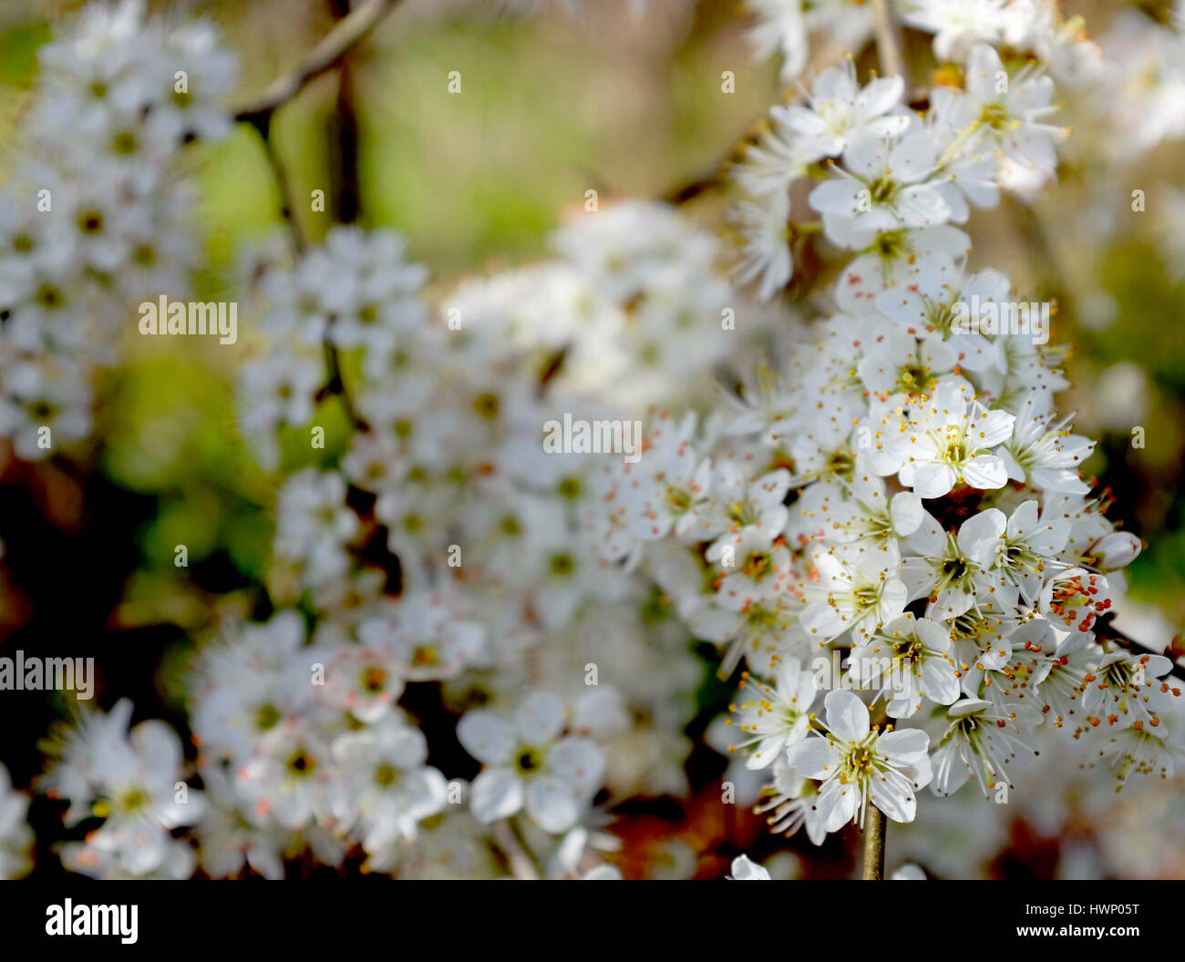 Il ramo di biancospino bianco blossom nel fuoco selettivo contro fiori sfocata Foto Stock