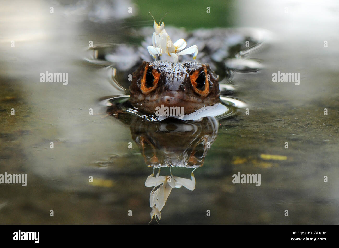 Mantis e croc skink Foto Stock