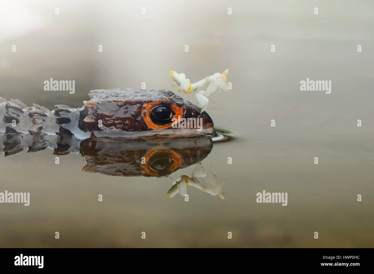 Mantis e croc skink Foto Stock