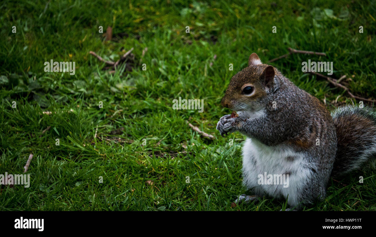 Scoiattolo marrone mangiare Foto Stock