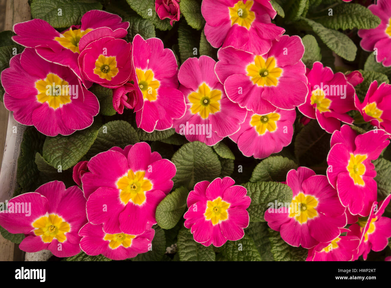 Primo piano della primavera fiorente rosa primaverile rosa, Regno Unito Foto Stock