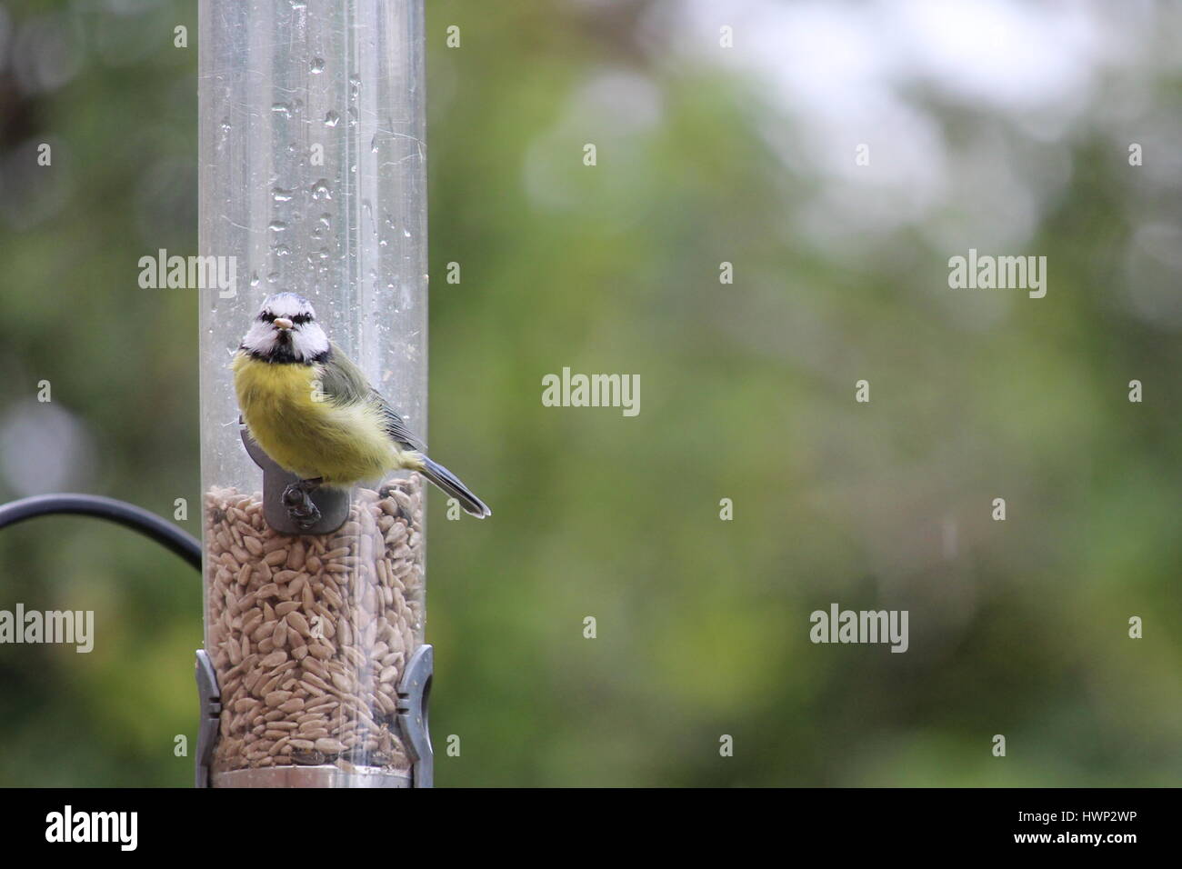 Non tweet con il becco pieno: tit blu, Cyanistes caeruleus, su alimentatore in un giardino nel Regno Unito Foto Stock