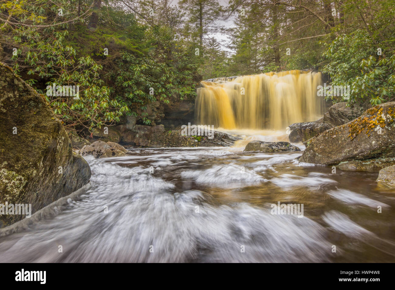 Acqua alta a Big eseguita dopo un ciclo di fresco le piogge di primavera appena prima che si incontra con il fiume Blackwater in West Virginia; il buio, dorata wa Foto Stock