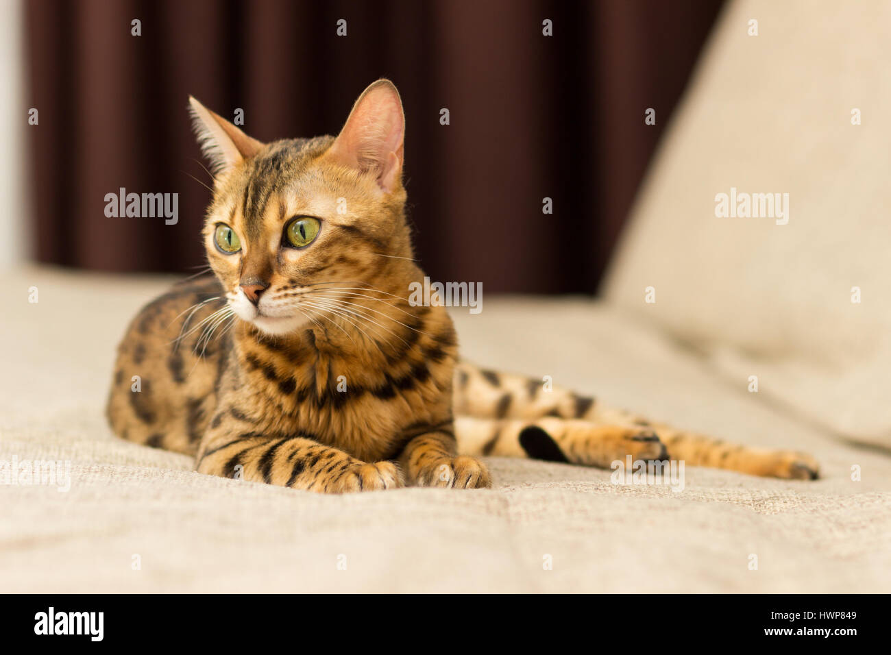 Gatto di razza bengalesi in una impostazione home giace sul lettino Foto Stock