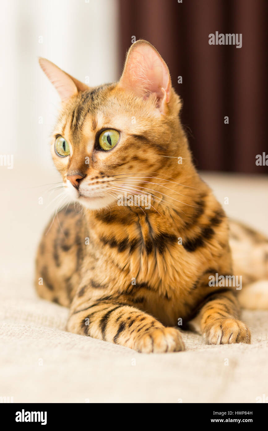 Gatto di razza bengalesi in una impostazione home giace sul lettino Foto Stock