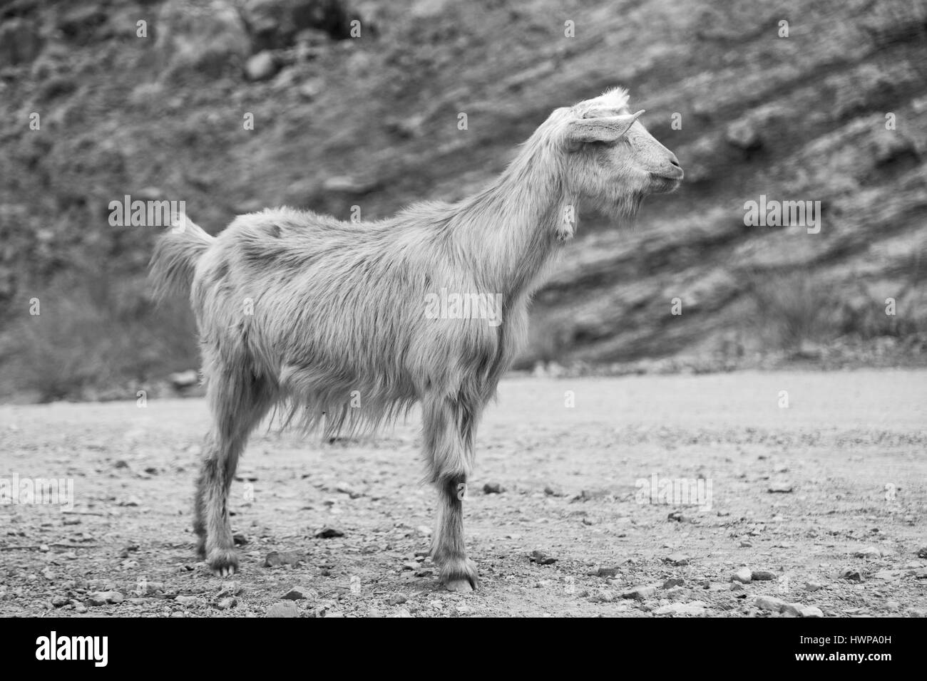Vicino alla roccia e boccola in oman solo di capra Foto Stock