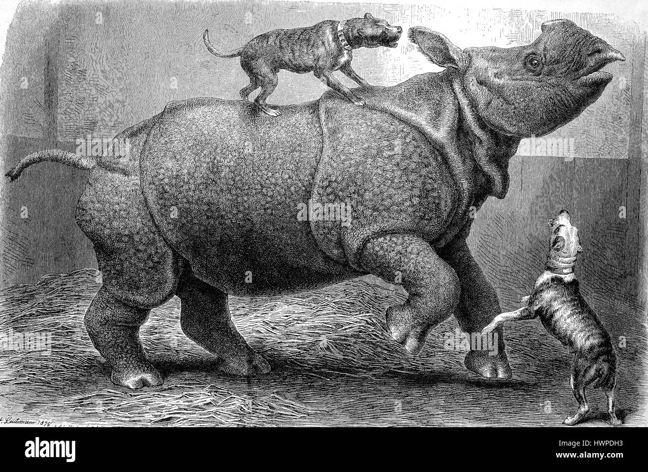 Rhino presso lo zoo è assediata dai cani del gioco d'azzardo, riproduzione di un originale xilografia a partire dall'anno 1882, digitale migliorata Foto Stock
