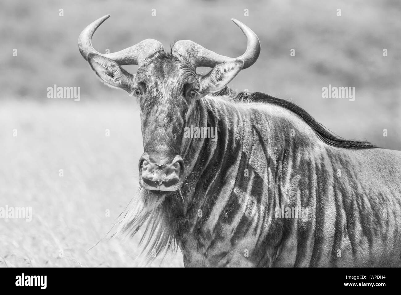 Gnu close-up Foto Stock
