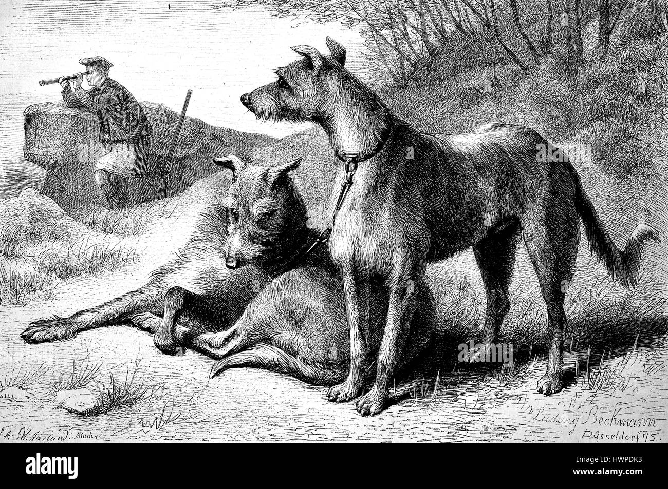 Scottish Deerhound, Greyhound cani, come un cane da caccia, la riproduzione di un originale xilografia a partire dall'anno 1882, digitale migliorata Foto Stock