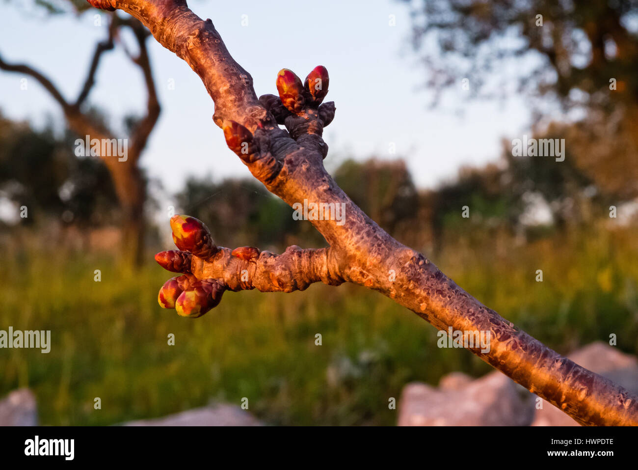 Fiore di Ciliegio . Foto Stock