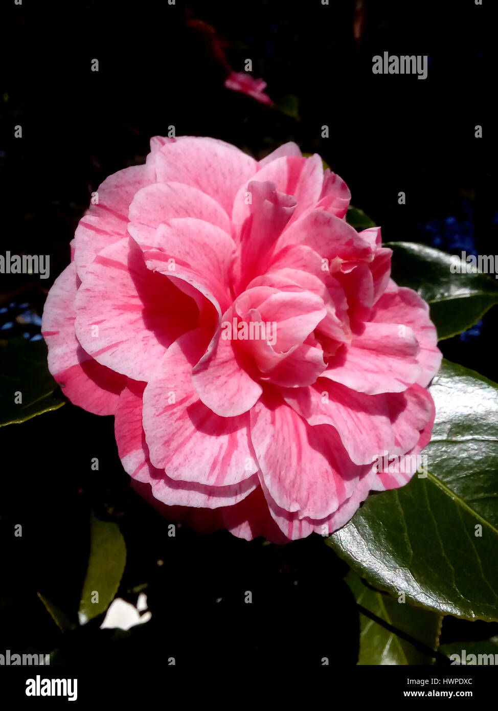 Camelie, doppio fiore rosa, una Japonica, japanese camellia, Rosa di inverno, ufficiale di stato fiore di Alabama, noto anche come il tè fiore Foto Stock