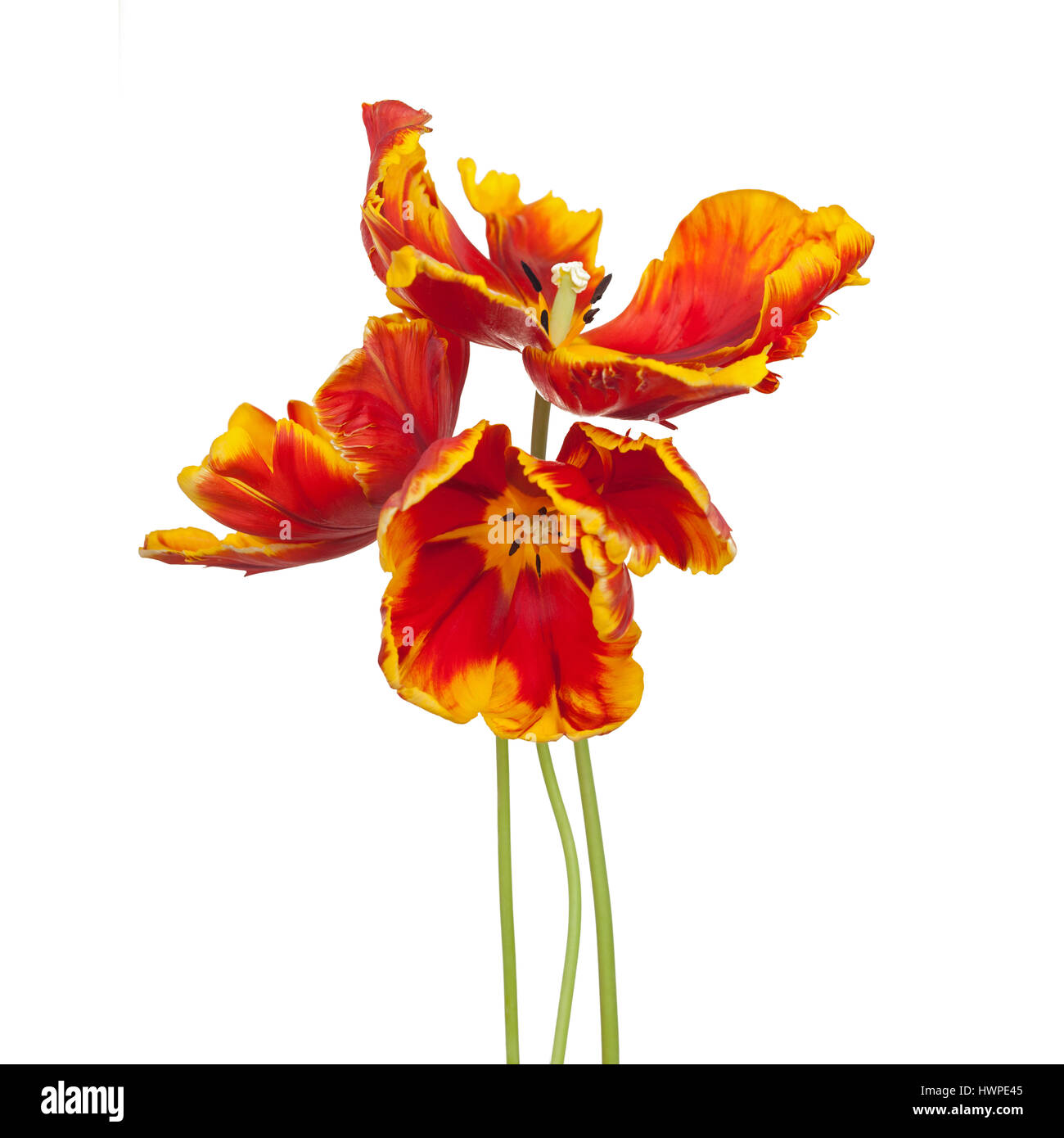 Sorprendente Tulipa Parrot tulipani ' luminoso del pappagallo" su sfondo bianco Foto Stock