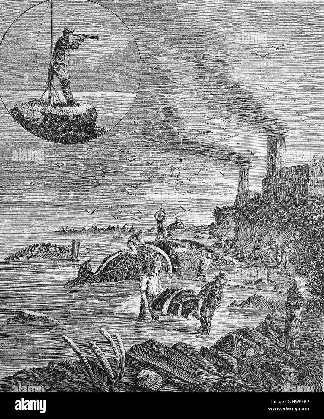 Una stazione di balena, caccia alle balene sulla costa della California, Stati Uniti, riproduzione di un originale xilografia a partire dall'anno 1882, digitale migliorata Foto Stock