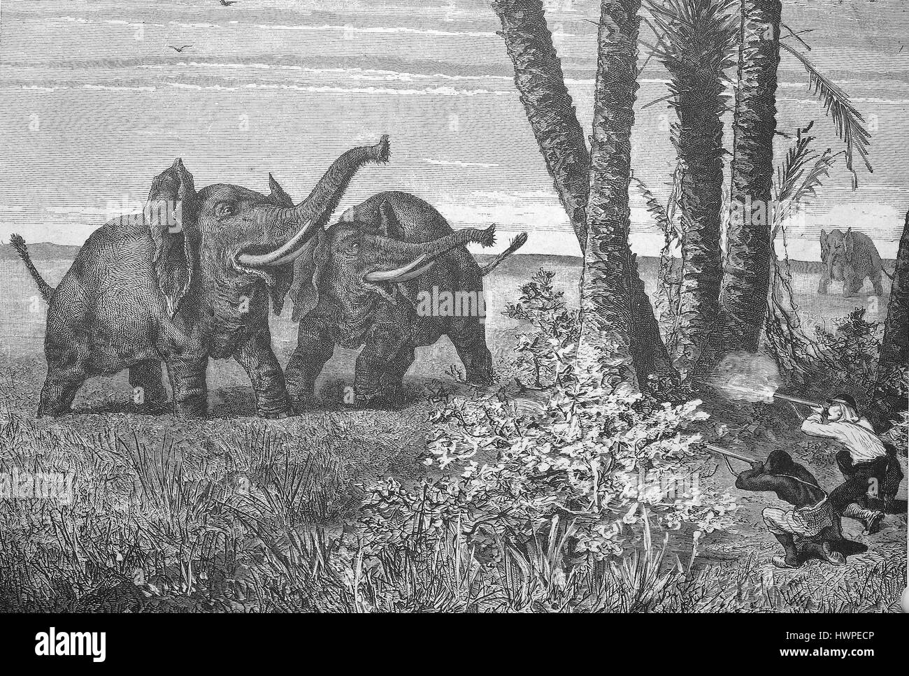 A caccia di elefante africano Elefante, caccia, riproduzione di un originale xilografia a partire dall'anno 1882, digitale migliorata Foto Stock