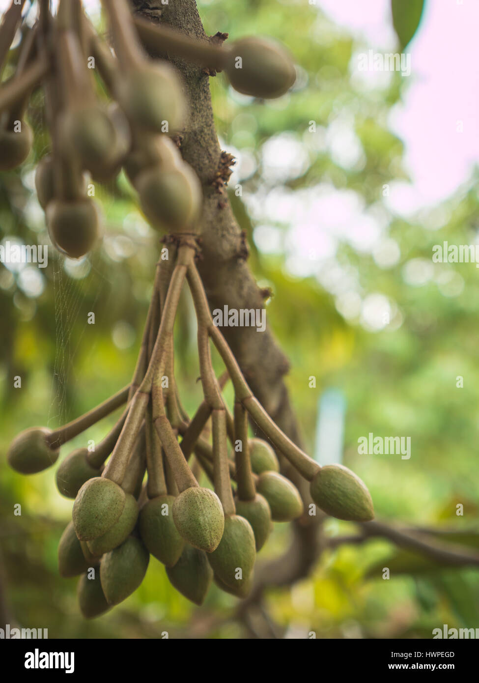 Giovane fresca frutta Durian appeso sulla struttura ad albero. Foto Stock Giovane fresca frutta Durian appeso sulla struttura ad albero. Foto Stock