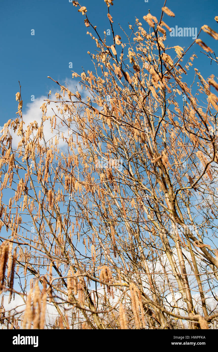 CORYLUS AVELLANA Foto Stock