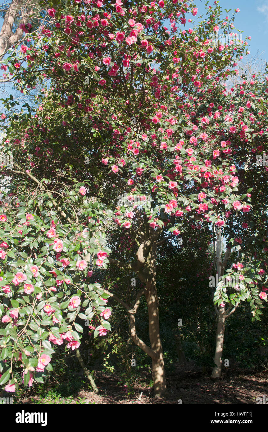CAMELLIA X WILLIAMSII cresce a giardino RHS Wisley Foto Stock