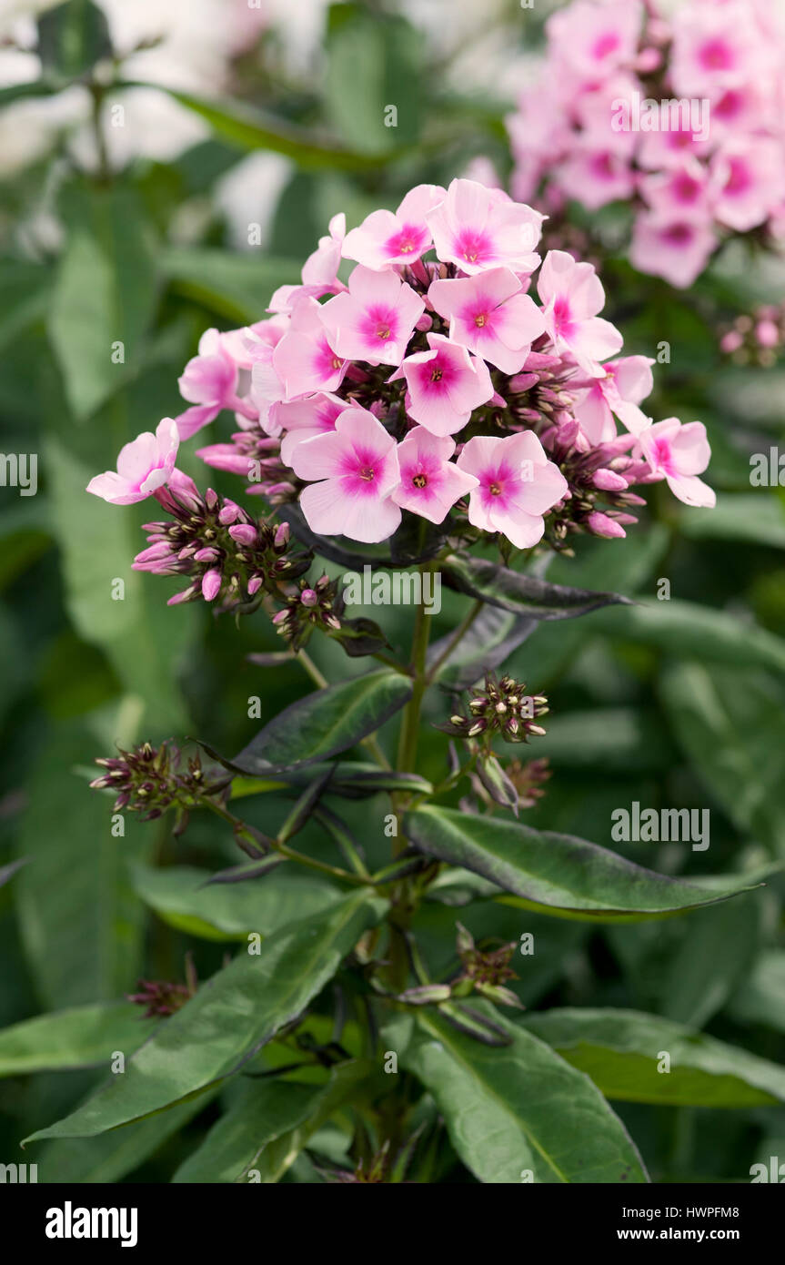 PHLOX PANICULATA occhi luminosi Foto Stock