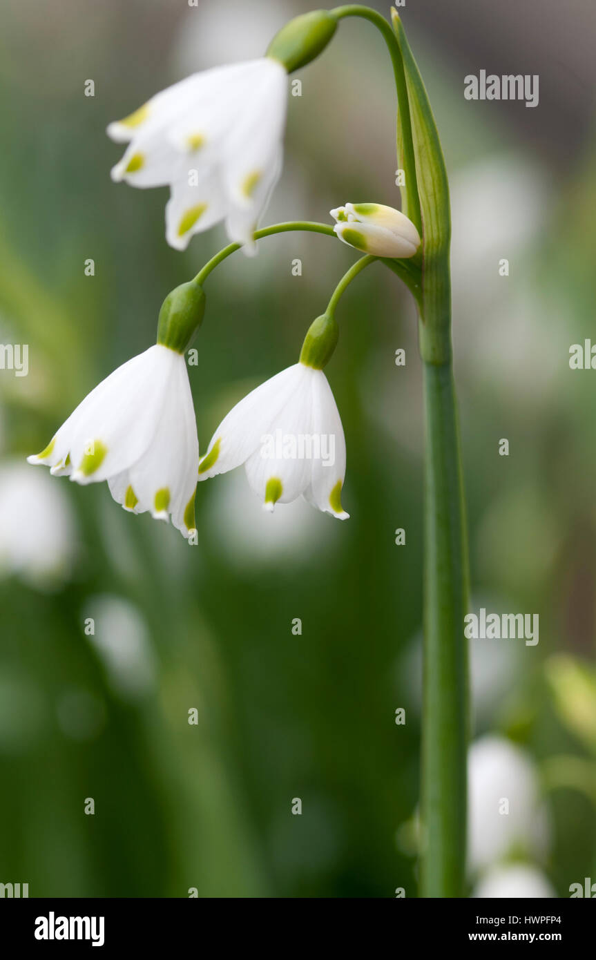 LEUCOJUM AESTIVUM estate il simbolo del fiocco di neve di close-up Foto Stock