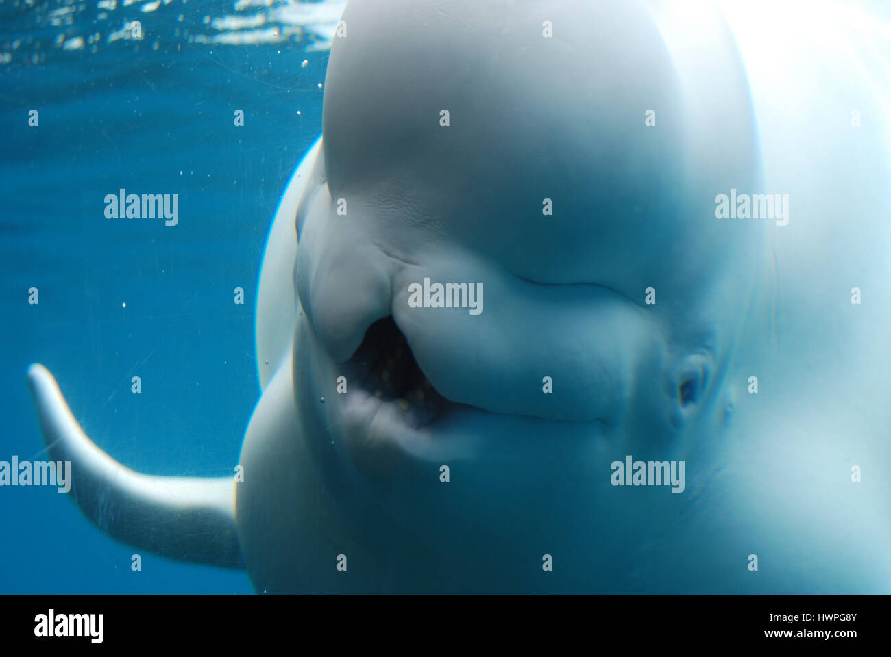 Grandi balene beluga con la bocca aperta sott'acqua. Foto Stock
