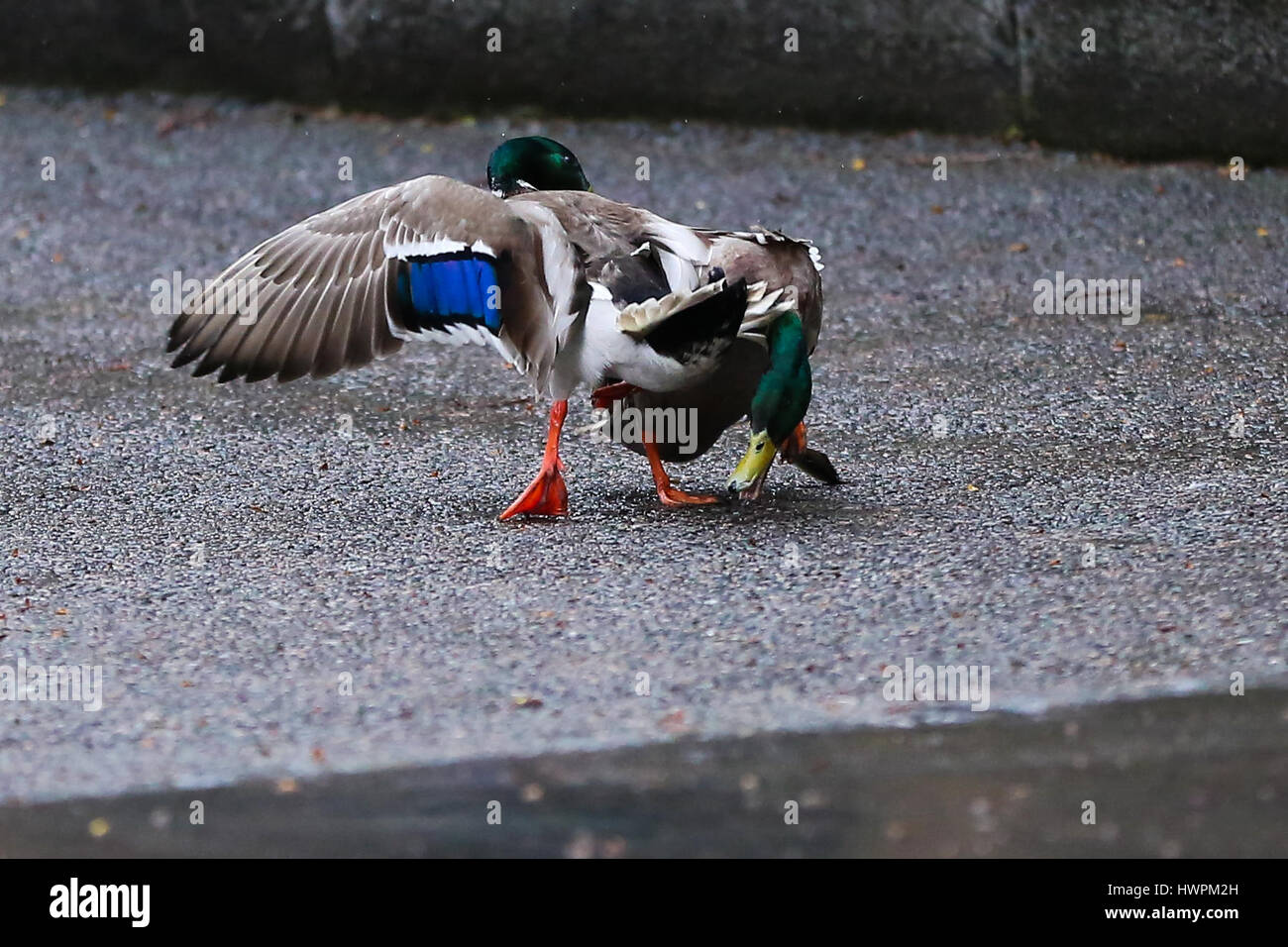 A Downing Street, Londra, Regno Unito. 22 Mar, 2017. Due anatre combattimenti a Downing Street Credit: Dinendra Haria/Alamy Live News Foto Stock