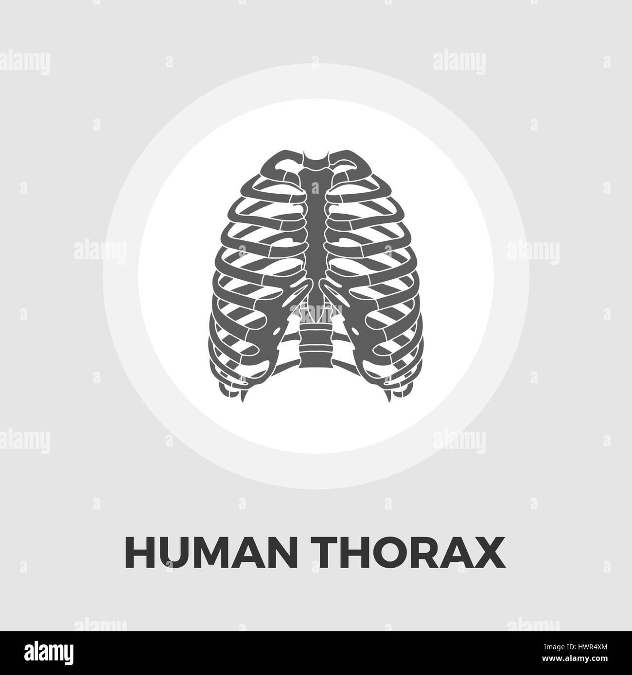 Torace umano icona vettore. Icona piatta isolata su uno sfondo bianco. Modificabile file EPS. Illustrazione Vettoriale.massa. Illustrazione Vettoriale. Illustrazione Vettoriale