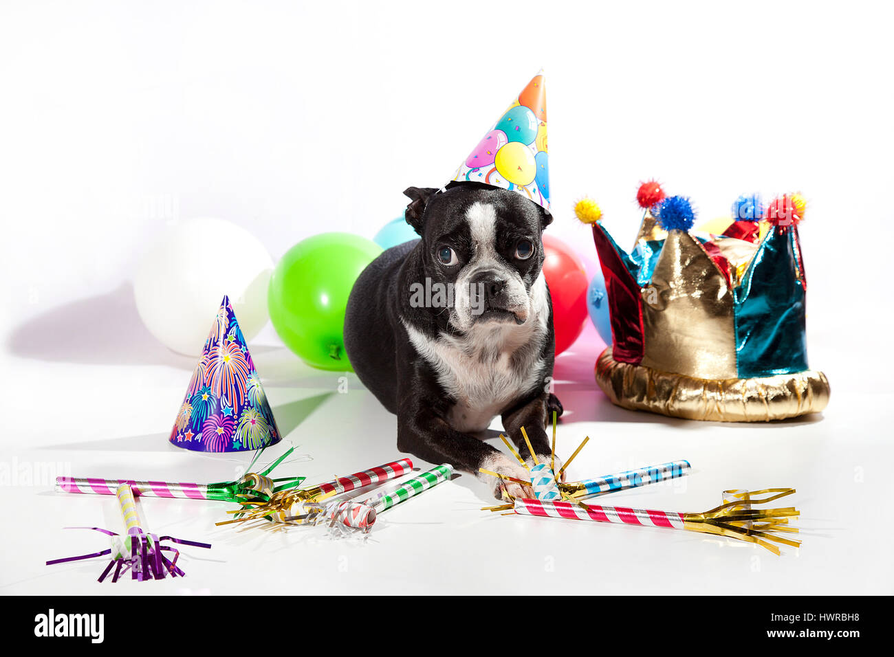 Triste Boston Terrier per la sua festa di compleanno. Palloncini colorati, cappelli, flauti isolato su bianco. Busbana francese cane nella parte anteriore della fotocamera. Ragazza di compleanno. Foto Stock