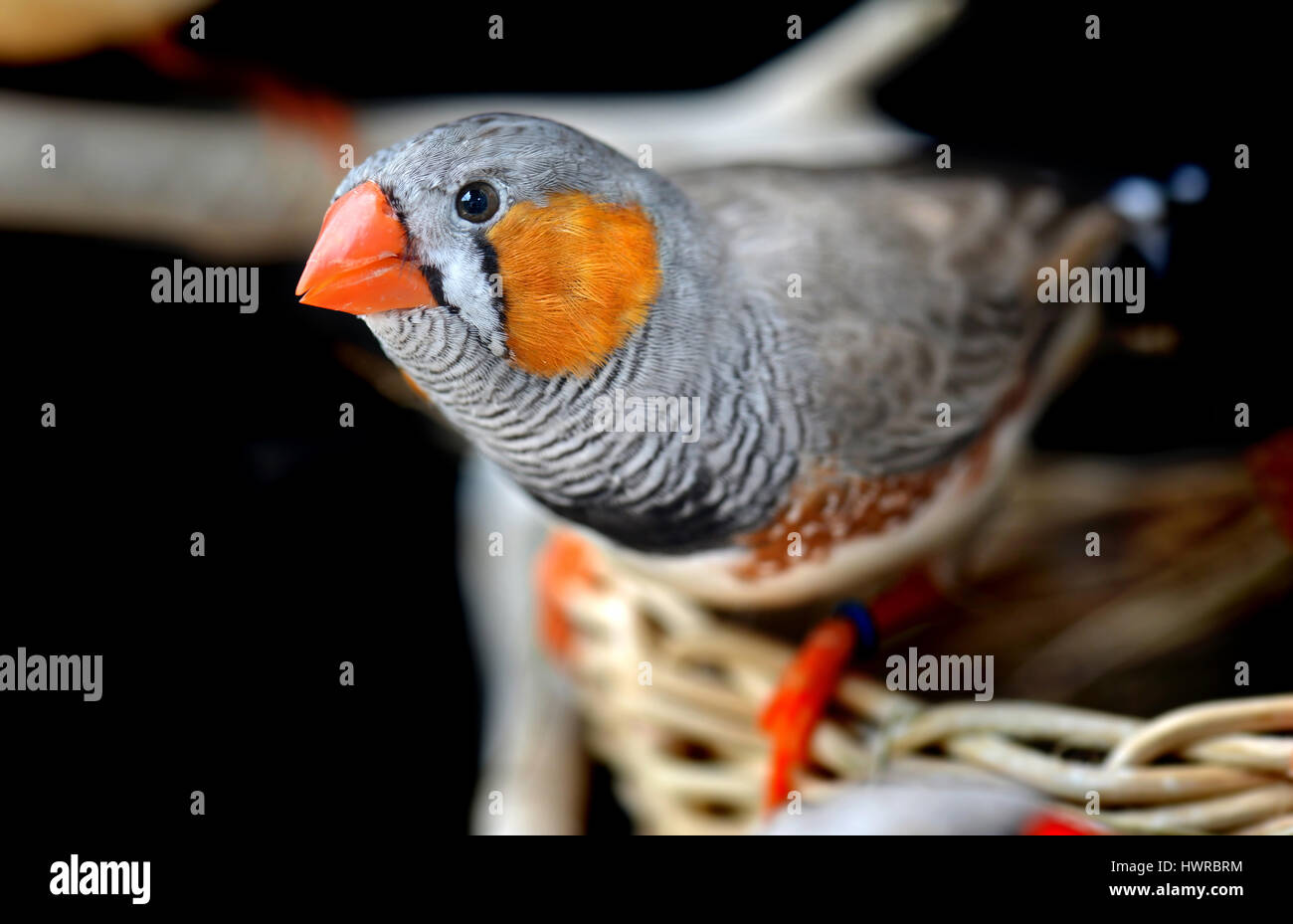Colorato di Zebra-finch uccello in gabbia per il pet foto con il flash illuminazione. Foto Stock