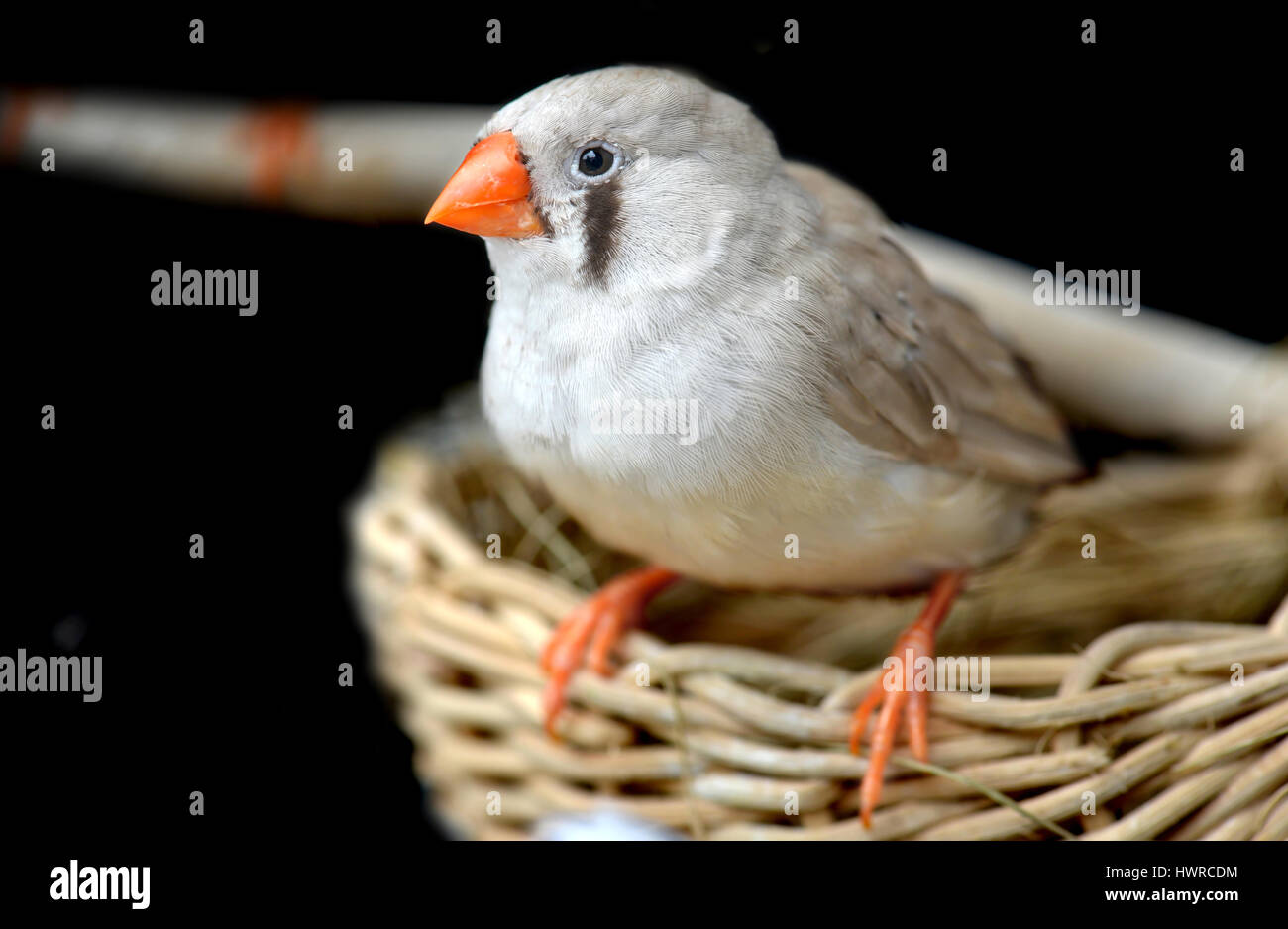 Femmina-Zebra finch uccello in gabbia per il pet foto con il flash illuminazione. Foto Stock