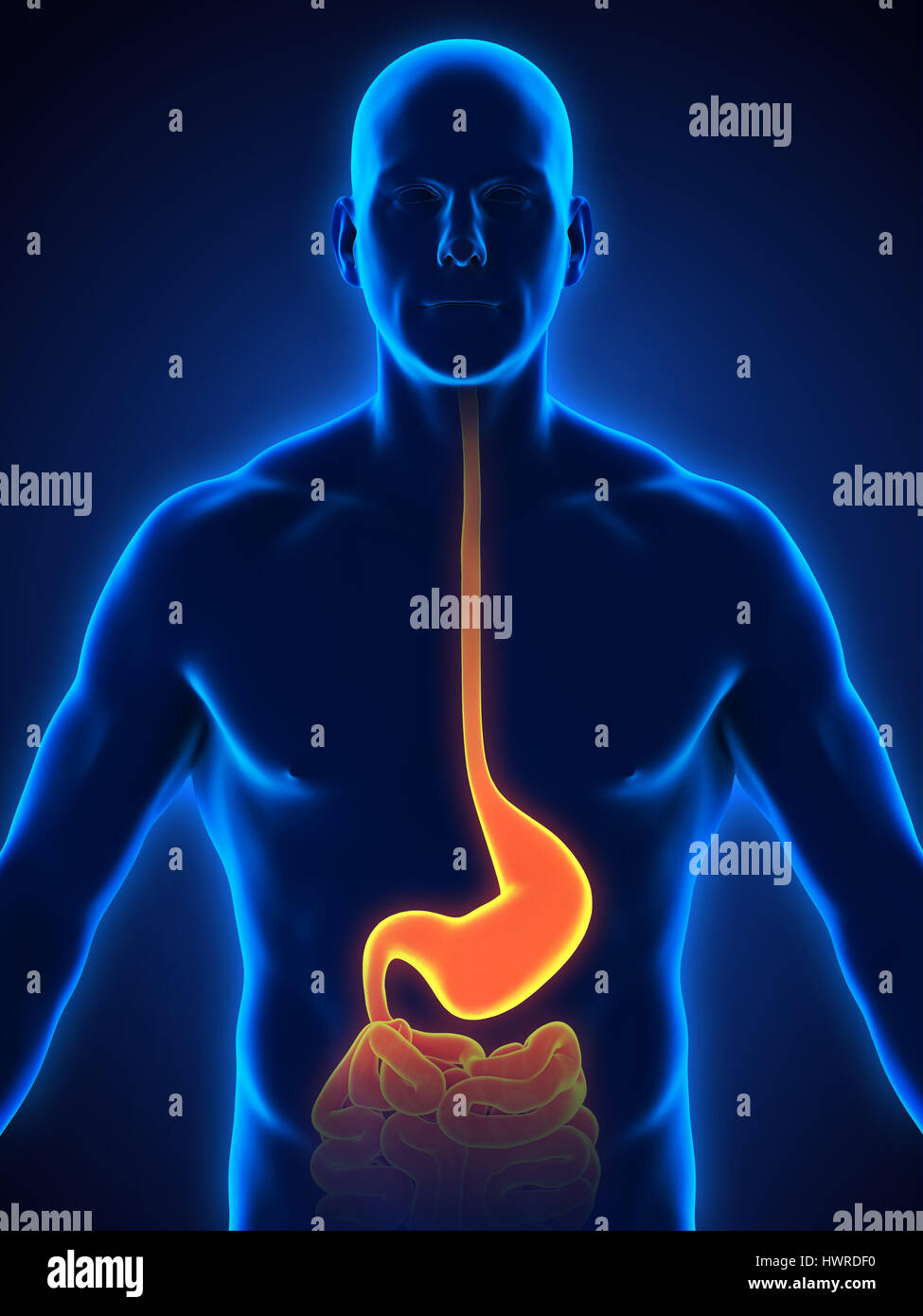 Stomaco umano anatomia Foto Stock