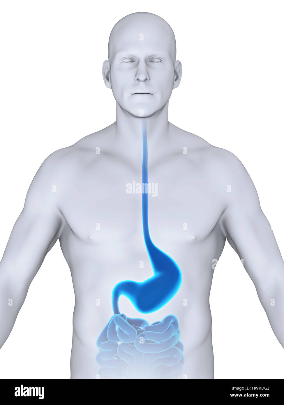 Stomaco umano anatomia Foto Stock