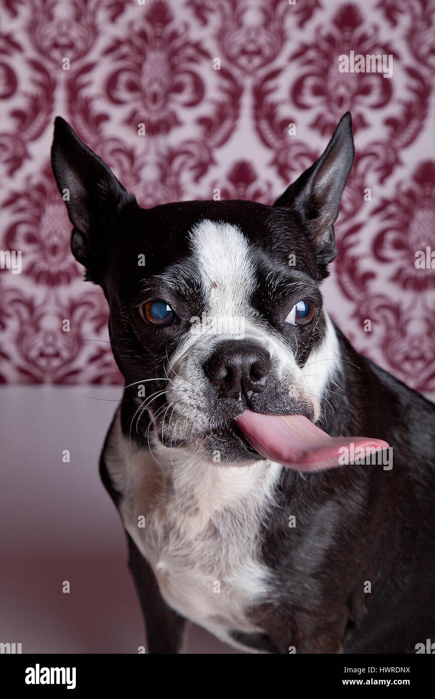 Funny Boston Terrier in posa di studio su fondo operato con linguetta sporgente. Fotografia del cane. Foto Stock